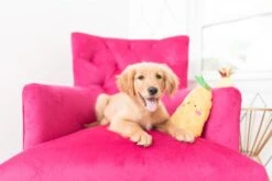 NomNomz® – Pineapple