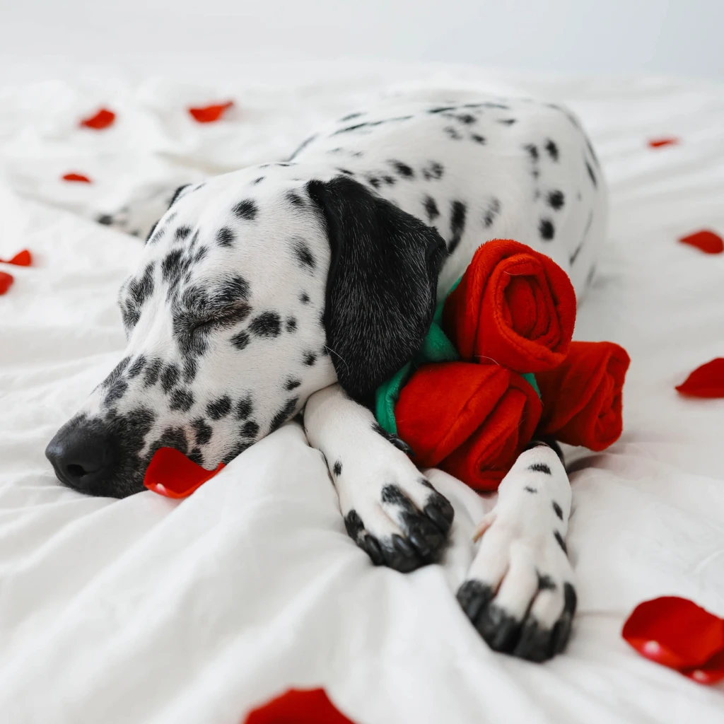 Bouquet Of Roses 1 Bouquet Of Roses