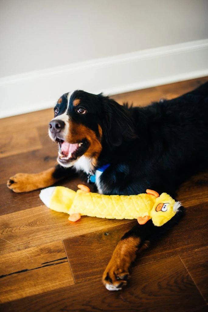 Jigglerz® – Duck 4 Jigglerz® – Duck - Image 4