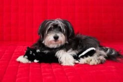 Jigglerz® – Skunk -ZippyPaws Fun Outlet Store LokiZP 1 copy 1024x682 1