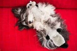 Jigglerz® – Raccoon -ZippyPaws Fun Outlet Store LokiZP 8 copy 1024x683 1