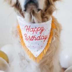 Birthday Bandana And Bone 2-Pack