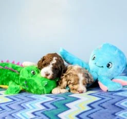 Grunterz – Alvin The Alligator -ZippyPaws Fun Outlet Store ZP3 square 1024x963 1